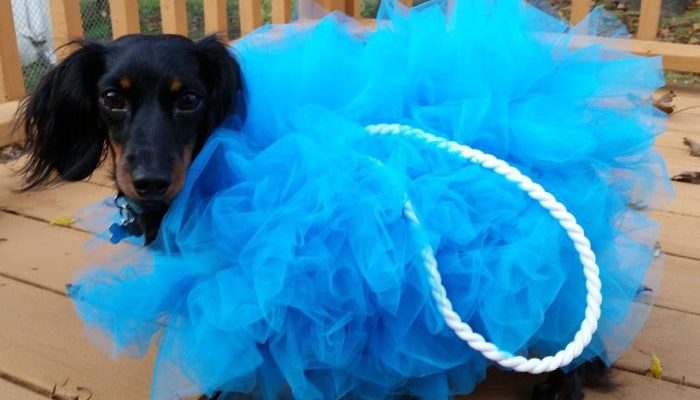 Costumes for dogs diy