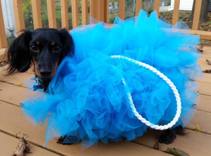 Costumes for dogs diy